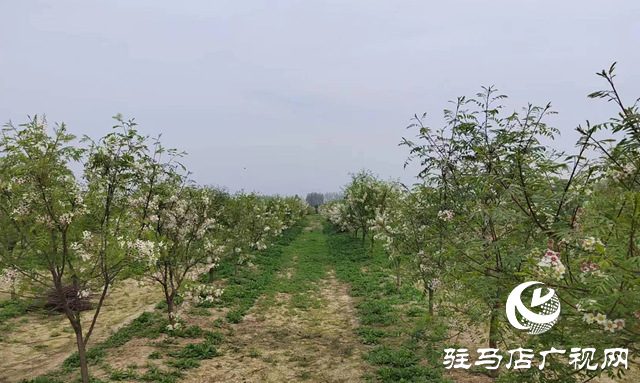 平輿縣高楊店鎮洼李村：文冠果種植讓鄉村振興之路越走越寬