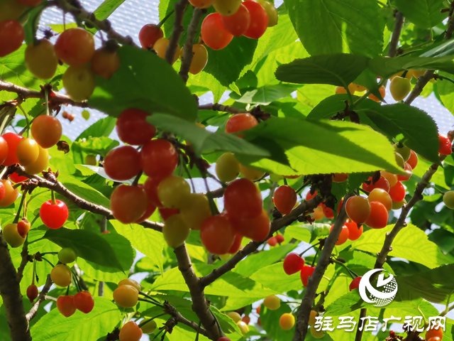 驛城區胡廟鄉青龍灣生態園櫻桃吸引游客采摘