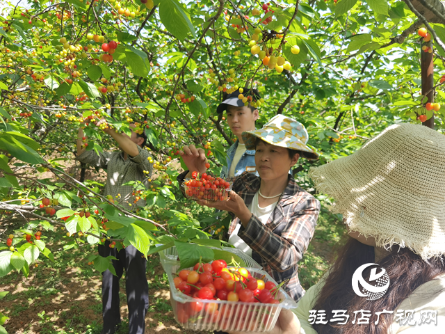 驛城區胡廟鄉青龍灣生態園櫻桃吸引游客采摘