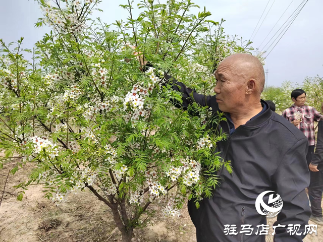 平輿縣高楊店鎮洼李村：文冠果種植讓鄉村振興之路越走越寬