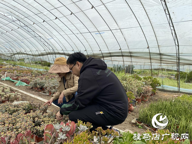 驛城區順河街道：小多肉為鄉村振興“增香添色”