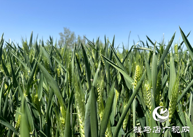 距離小麥收獲還有40多天!加強小麥穗期管理，小麥赤霉病等重大病蟲害防控進入關鍵時期!