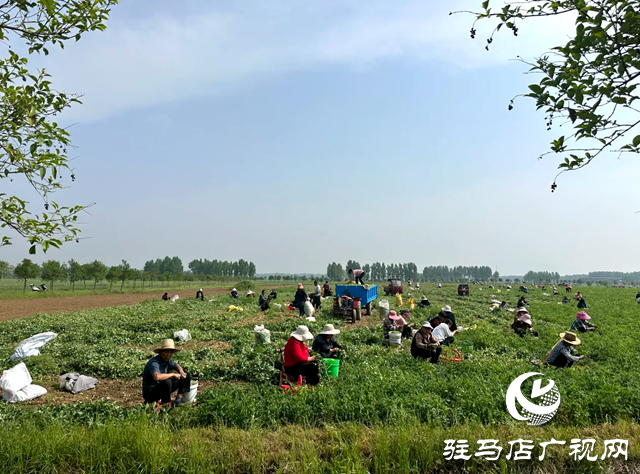 泌陽縣郭集鎮豌豆豐收了！