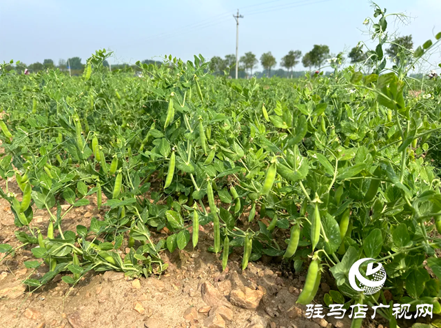 泌陽縣郭集鎮豌豆豐收了！