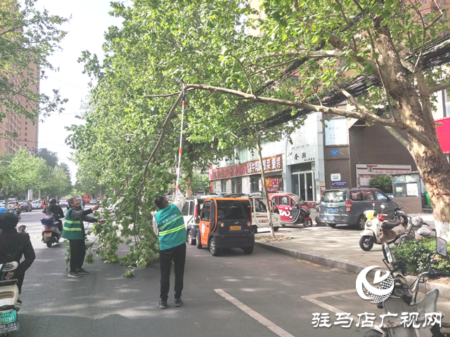 駐馬店經濟開發區：及時處置樹木斷枝 構造綠色安全防線