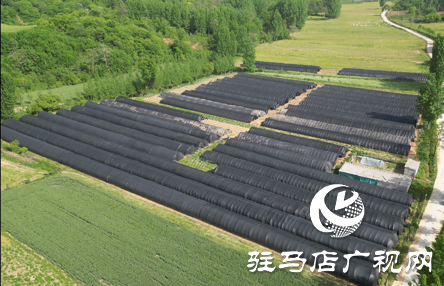 驛城區蟻蜂鎮：中藥材種植成致富“良方”