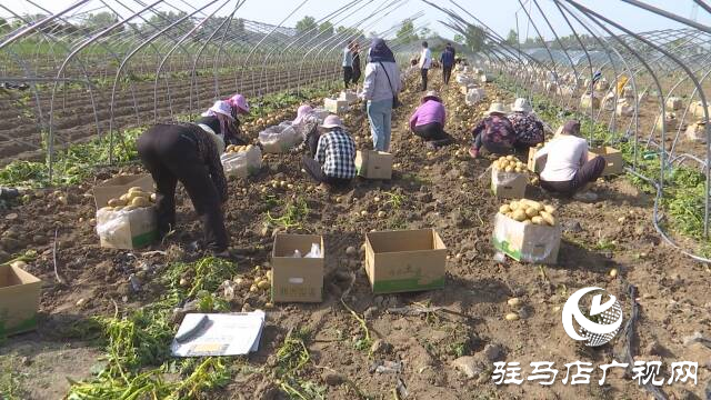 上蔡縣邵店鎮：土豆豐收好“前”程