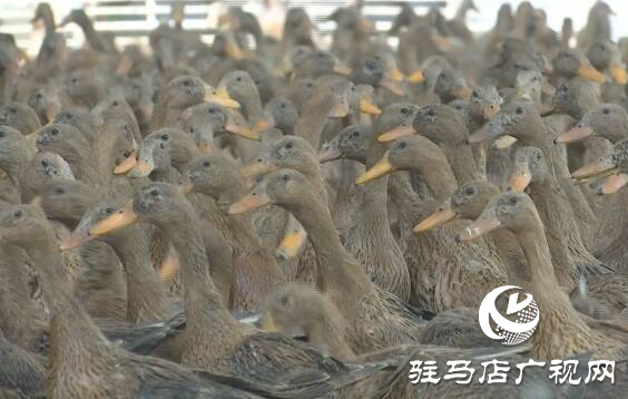 上蔡縣西洪鄉：金定鴨棚下拾“金錠”