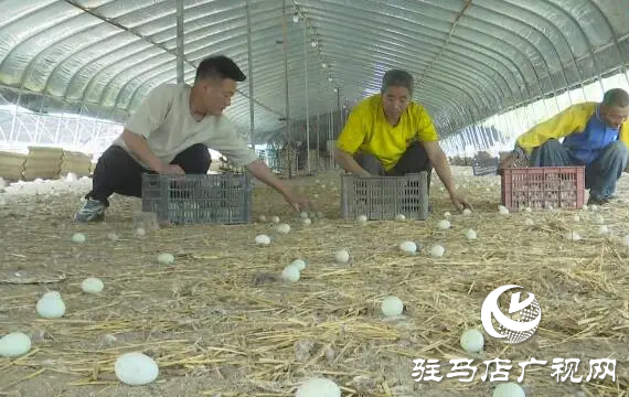 上蔡縣西洪鄉：金定鴨棚下拾“金錠”