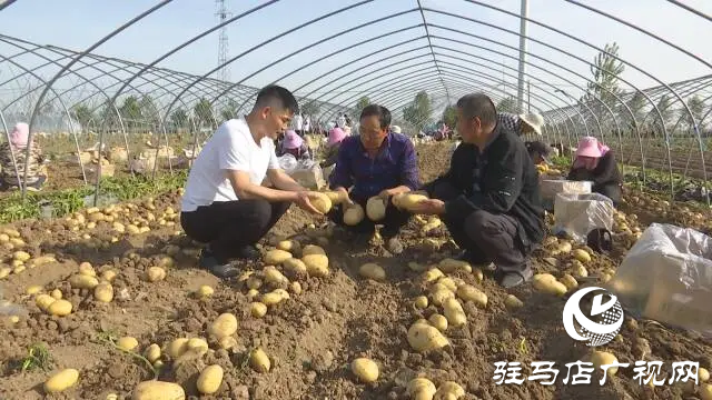 上蔡縣邵店鎮：土豆豐收好“前”程