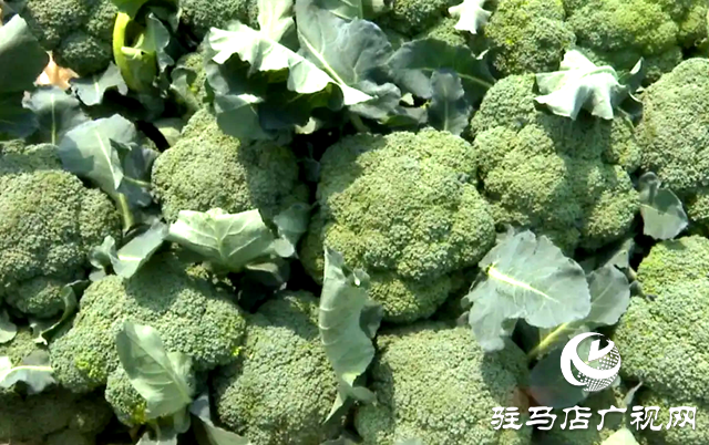 上蔡縣東岸鄉：百畝西蘭花喜獲豐收