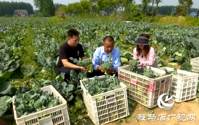 上蔡縣東岸鄉：百畝西蘭花喜獲豐收