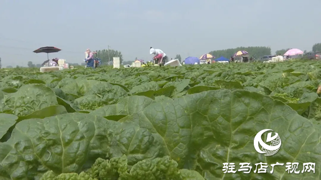 上蔡縣蔡溝鎮：娃娃菜成了農戶“福娃娃”