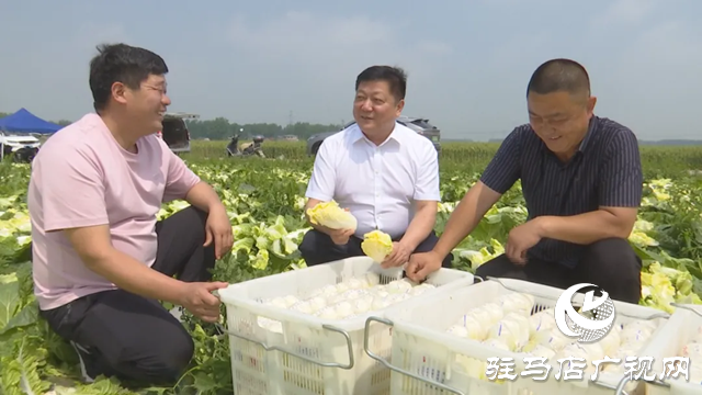 上蔡縣蔡溝鎮：娃娃菜成了農戶“福娃娃”