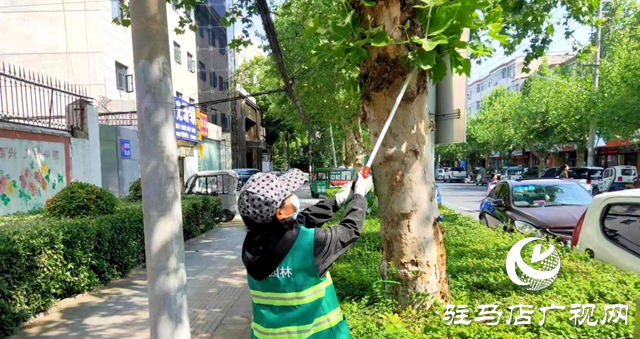 駐馬店經濟開發區城市管理局：強化病蟲害防治 提升綠化品質