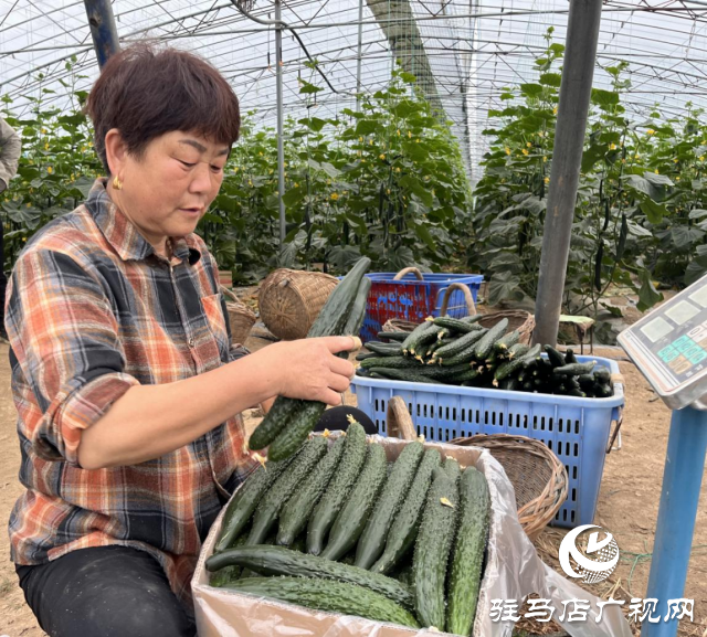 驛城區水屯鎮：黃瓜喜豐收 農戶笑開顏