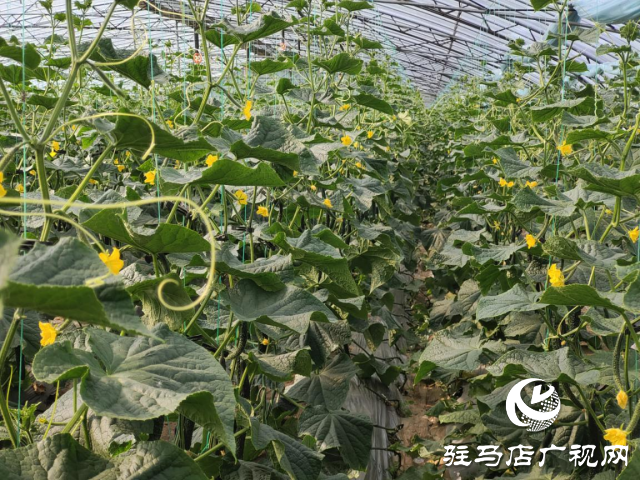 驛城區水屯鎮：黃瓜喜豐收 農戶笑開顏
