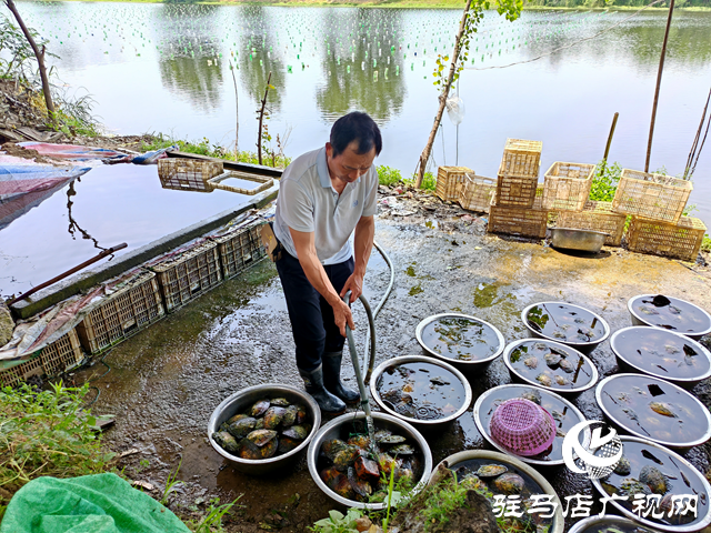 平輿縣老王崗鄉黃灣村：800畝汝河故道淡水養殖80萬只珍珠蚌助村民增收致富