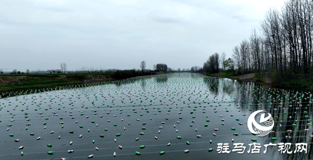 平輿縣老王崗鄉黃灣村：800畝汝河故道淡水養殖80萬只珍珠蚌助村民增收致富