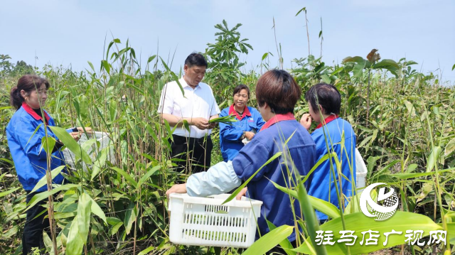 河南省勞動模范占全領：推動產業發展 帶動群眾增收