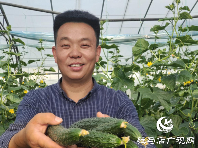 驛城區水屯鎮：黃瓜喜豐收 農戶笑開顏