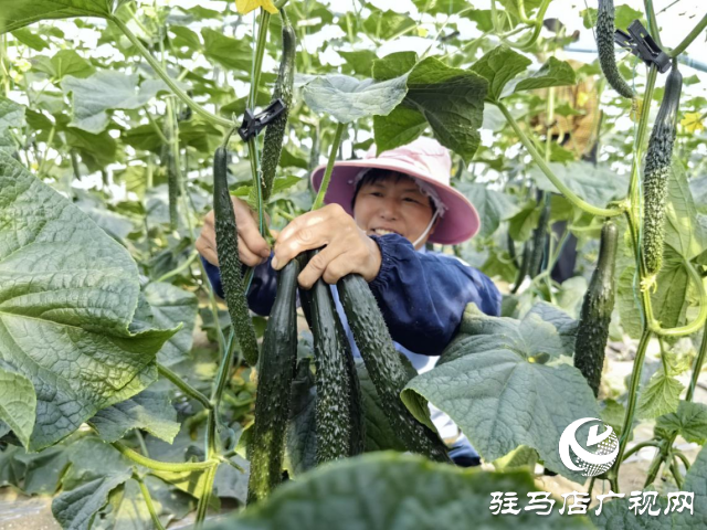 驛城區水屯鎮：黃瓜喜豐收 農戶笑開顏