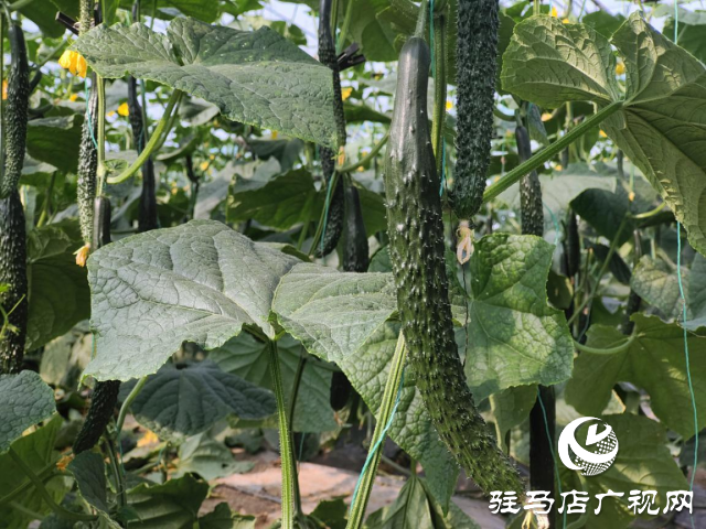 驛城區水屯鎮：黃瓜喜豐收 農戶笑開顏