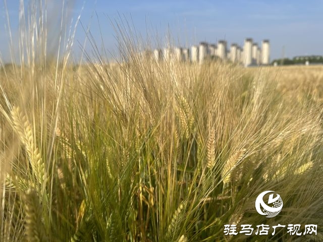 國家大麥產業技術體系駐馬店綜合實驗站碩果累累：800多個大麥試驗品種即將迎來收獲季