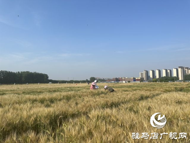 國家大麥產業技術體系駐馬店綜合實驗站碩果累累：800多個大麥試驗品種即將迎來收獲季