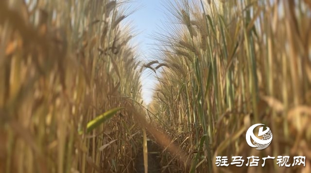 國家大麥產業技術體系駐馬店綜合實驗站碩果累累：800多個大麥試驗品種即將迎來收獲季