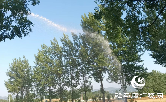 驛城區蟻蜂鎮：全面治理楊柳絮 杜絕安全隱患