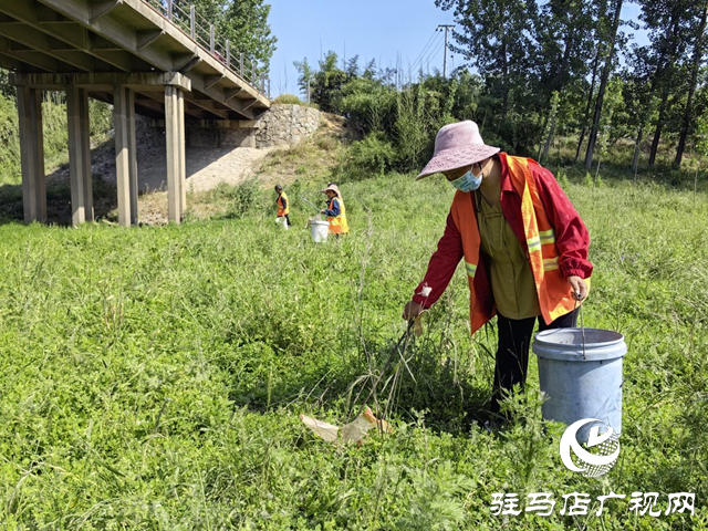驛城區水屯鎮：開展河道清理整治 守護水清岸綠美景
