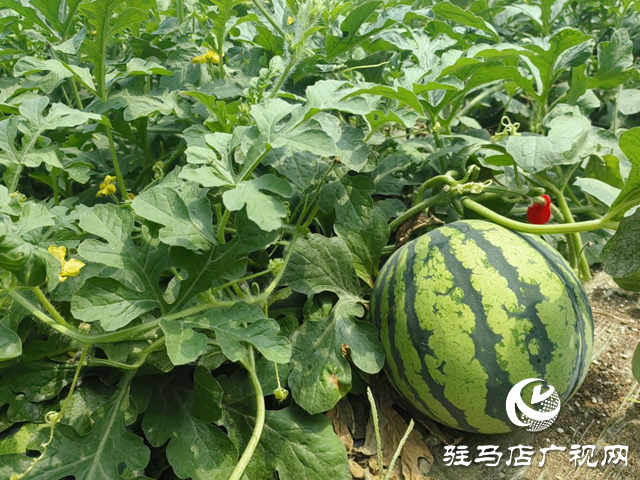 驛城區順河街道：小西瓜鋪就群眾增收的“甜蜜路”