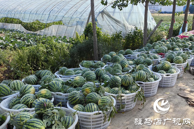 驛城區順河街道：小西瓜鋪就群眾增收的“甜蜜路”