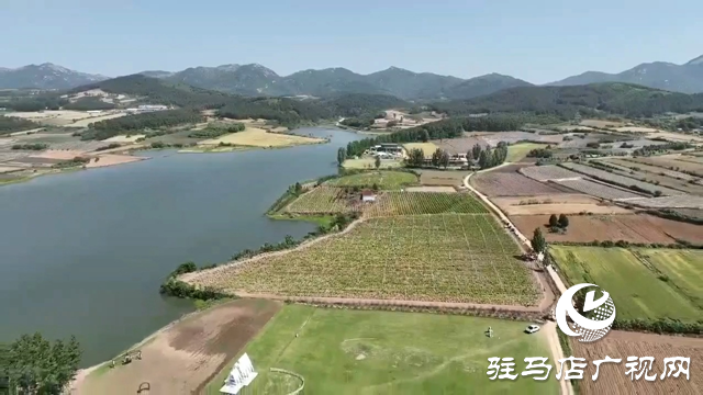 確山縣瓦崗鎮：1200畝金銀花喜獲豐收