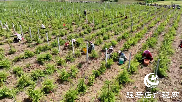 確山縣瓦崗鎮：1200畝金銀花喜獲豐收