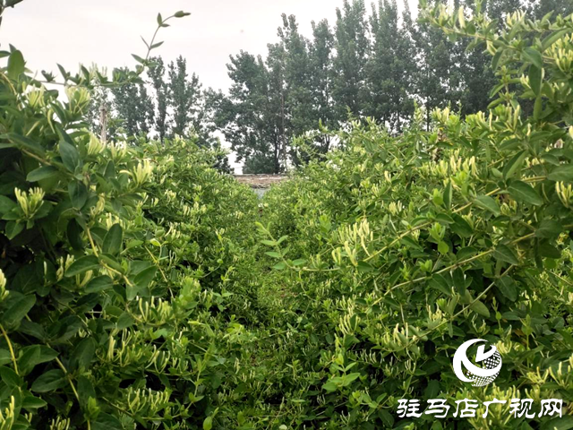 驛城區古城街道：金銀花開富農家