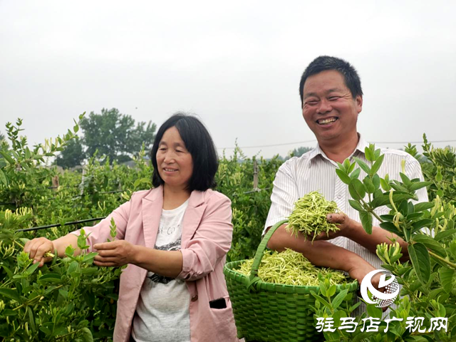 驛城區古城街道：金銀花開富農家