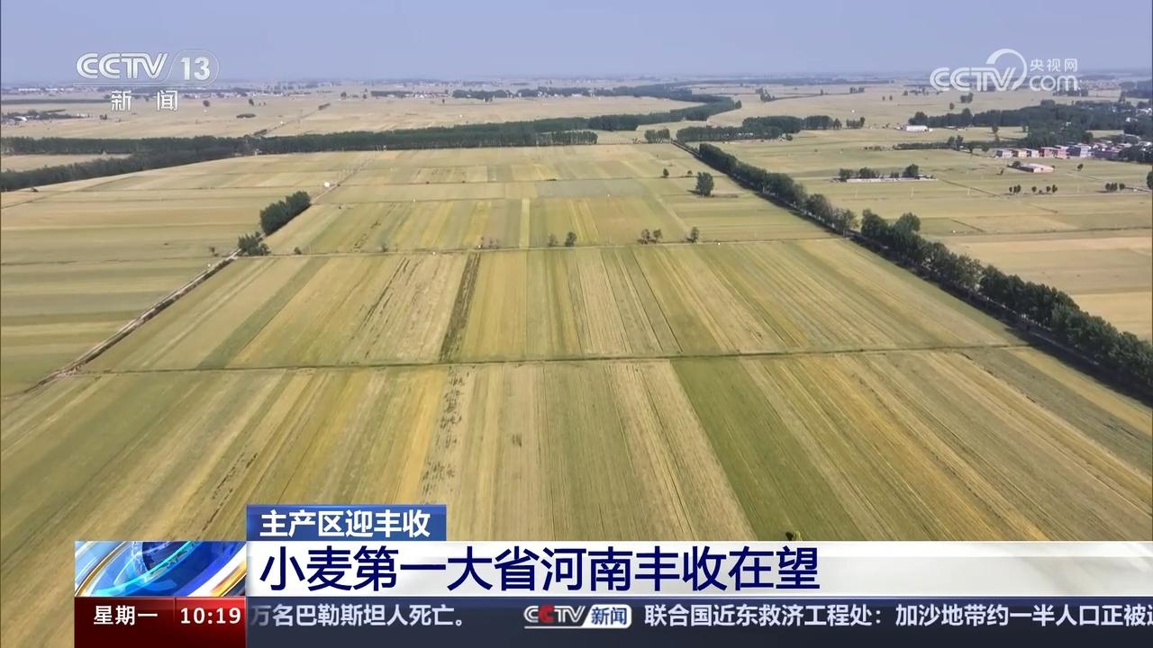 小麥主產區豐收在望 多措并舉確保夏糧顆粒歸倉