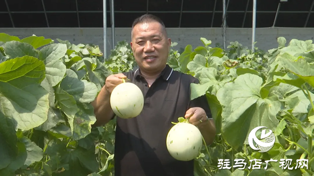 上蔡縣示范園：新品種小甜瓜產銷兩旺
