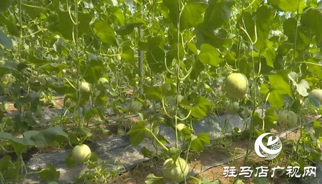 上蔡縣示范園：新品種小甜瓜產銷兩旺