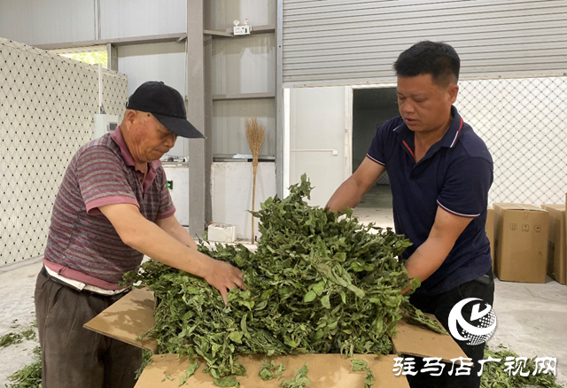 驛城區朱古洞鄉：種植中藥材 增收有“良方”