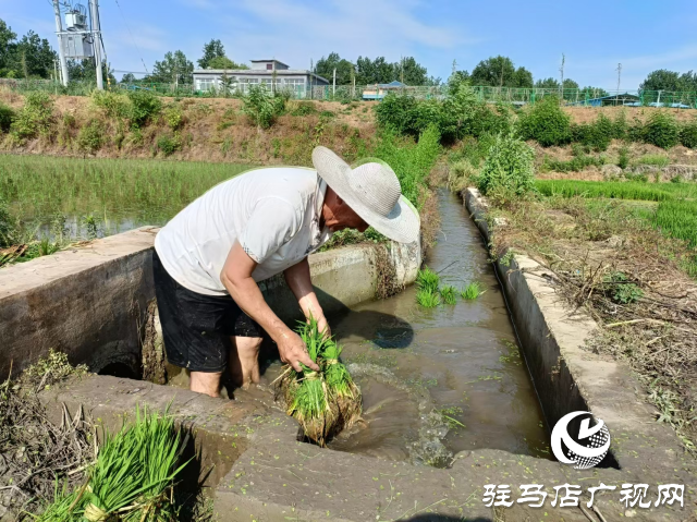 泌陽縣盤古鄉：水稻插秧忙 沃野披綠裝
