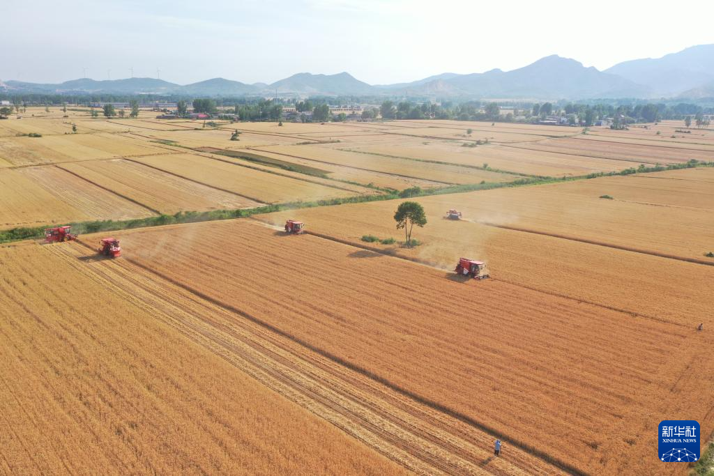 河南山東等地小麥陸續開鐮收割