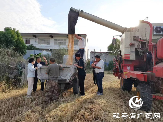 駐馬店經濟開發區關王廟鄉楊樓村：麥浪翻涌豐收景 搶抓時機收獲忙