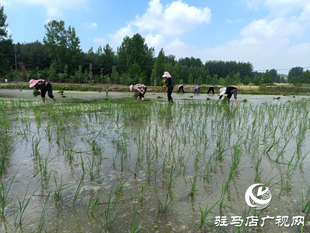 泌陽縣盤古鄉：水稻插秧忙 沃野披綠裝