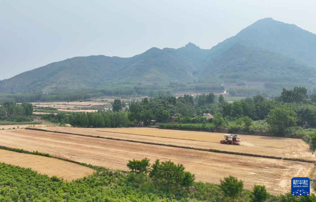 河南山東等地小麥陸續開鐮收割