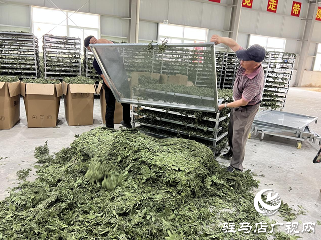 驛城區朱古洞鄉：種植中藥材 增收有“良方”