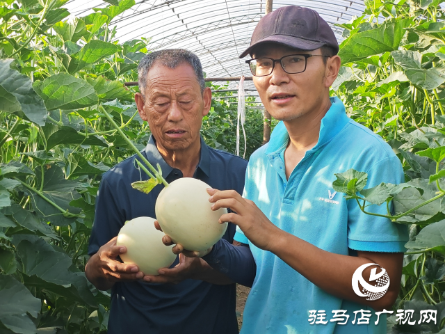 平輿縣射橋鎮西關居委會：“甜紅玉”甜瓜大豐收 結出增收致富“甜蜜果”