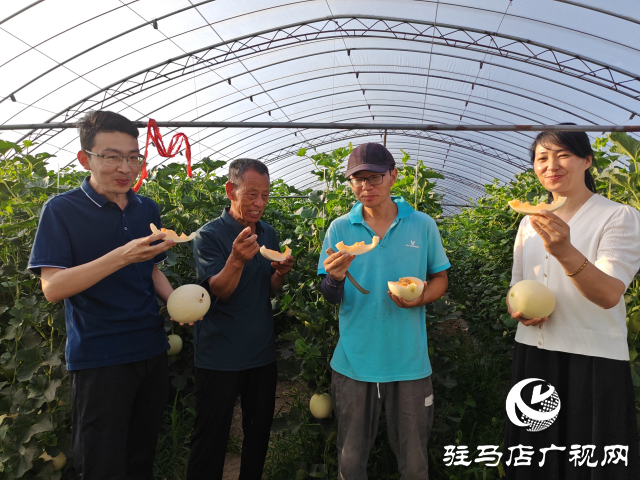 平輿縣射橋鎮西關居委會：“甜紅玉”甜瓜大豐收 結出增收致富“甜蜜果”